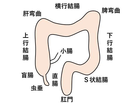 肝彎曲